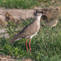 Crowned Lapwing